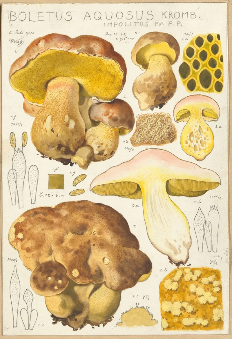 Boletus Aquosus Wall Art by Hans Walty - High-Resolution Digital Print