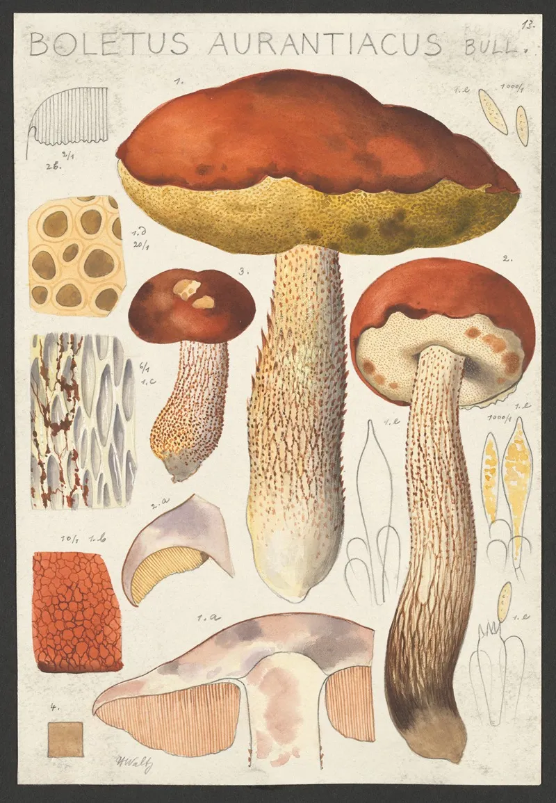 Boletus Aurantiacum Bull Wall Art by Hans Walty - High-Resolution Digital Print