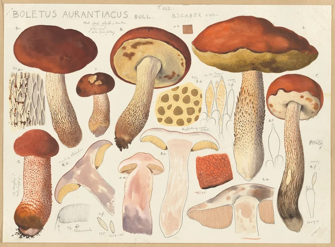 Boletus Aurantiacus Bull Wall Art by Hans Walty - High-Resolution Digital Print