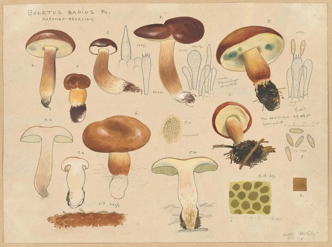 Boletus Badius Fr Wall Art by Hans Walty - High-Resolution Digital Print