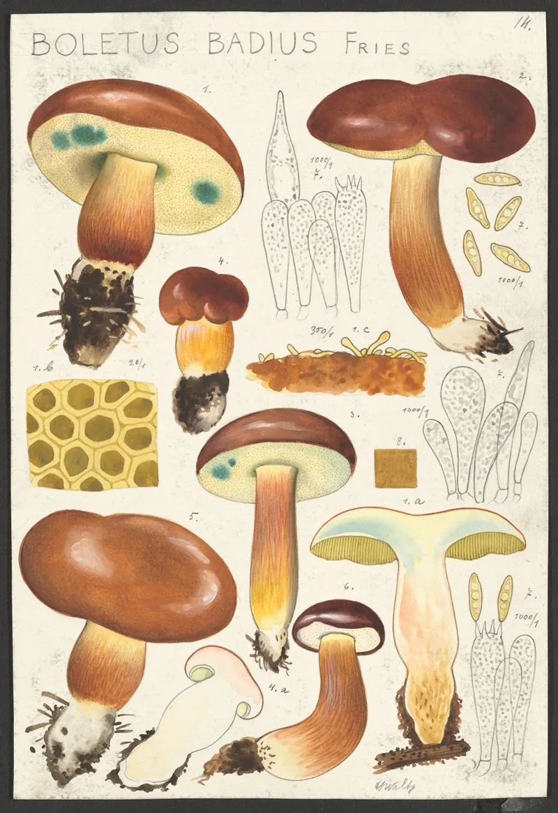 Boletus Badius Fries Wall Art by Hans Walty - High-Resolution Digital Print