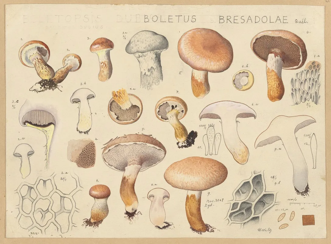 Boletus Bresadolae Quel Wall Art by Hans Walty - High-Resolution Digital Print