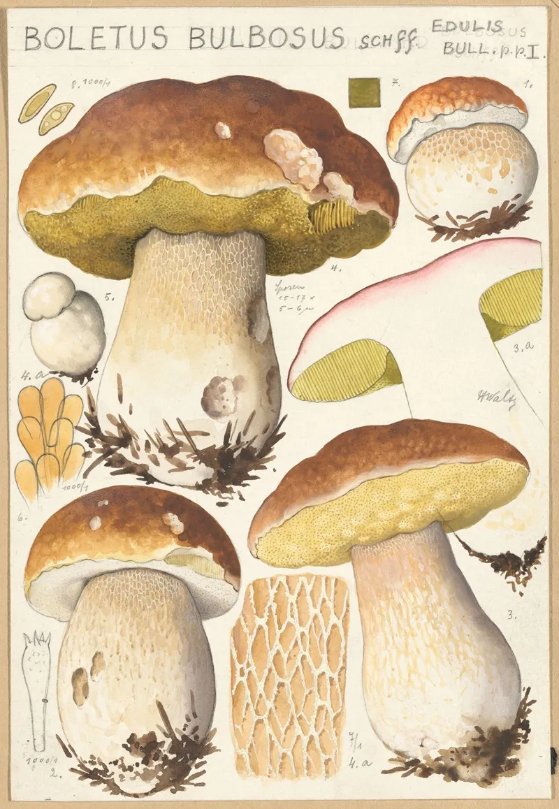 Boletus Bulbosus Schff Wall Art by Hans Walty - High-Resolution Digital Print