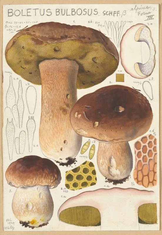 Boletus Bulbosus Wall Art by Hans Walty - High-Resolution Digital Print