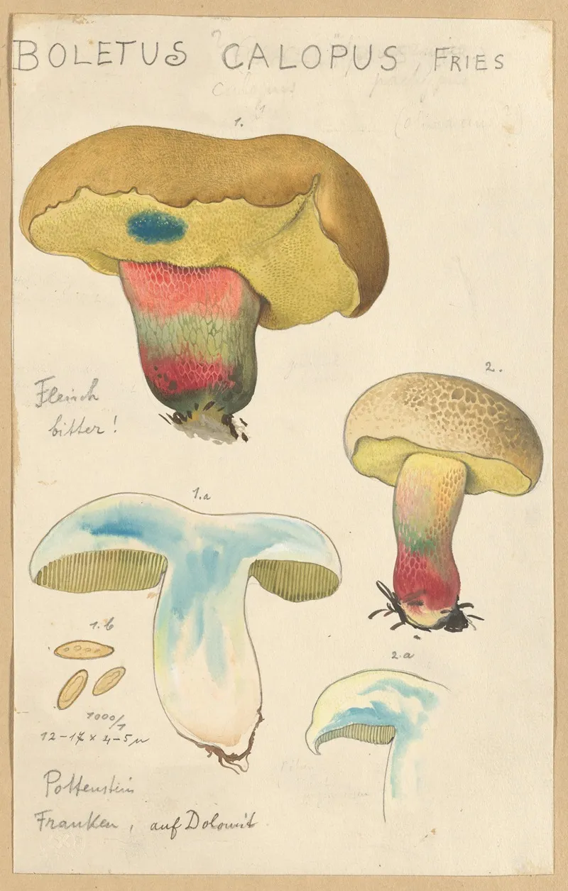 Boletus Calopus Wall Art by Hans Walty - High-Resolution Digital Print