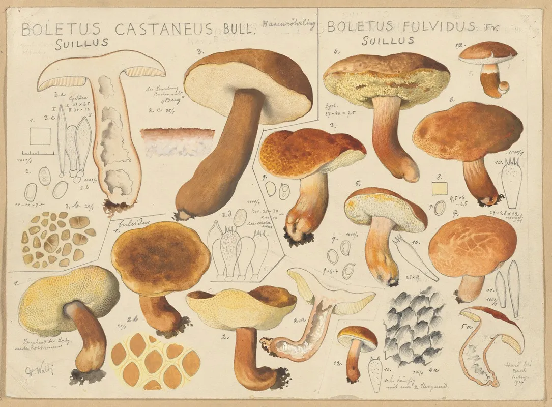 Boletus Castaneus Boletus Fulvidus Wall Art by Hans Walty - High-Resolution Digital Print
