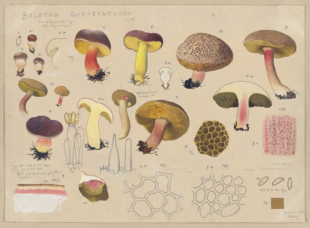 Boletus Chrysenteron Bull Wall Art by Hans Walty - High-Resolution Digital Print