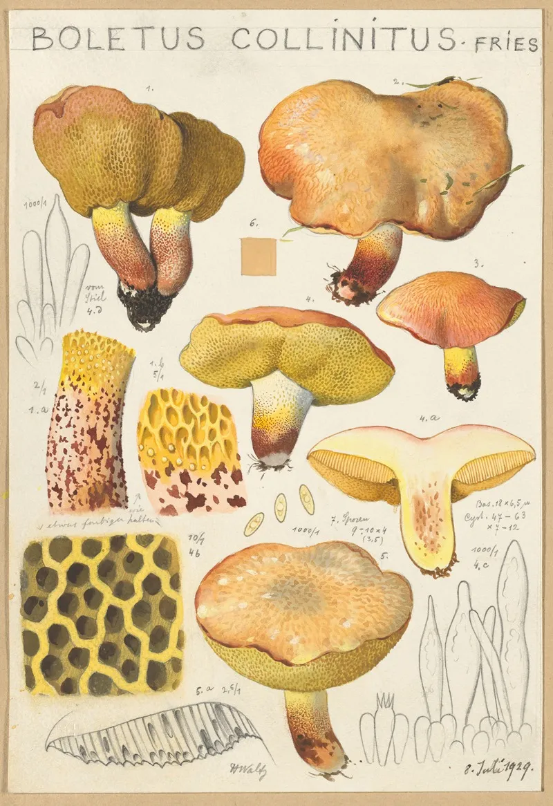 Boletus Collinitus Wall Art by Hans Walty - High-Resolution Digital Print