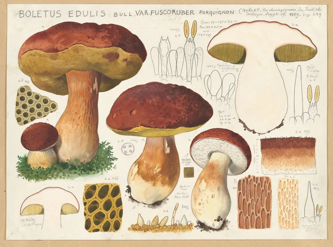 Boletus Edulis Bull Var Fuscoruber Forquignon Wall Art by Hans Walty - High-Resolution Digital Print
