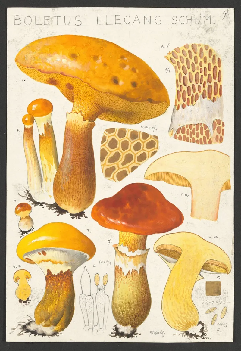 Boletus Elegans Schum 2 Wall Art by Hans Walty - High-Resolution Digital Print
