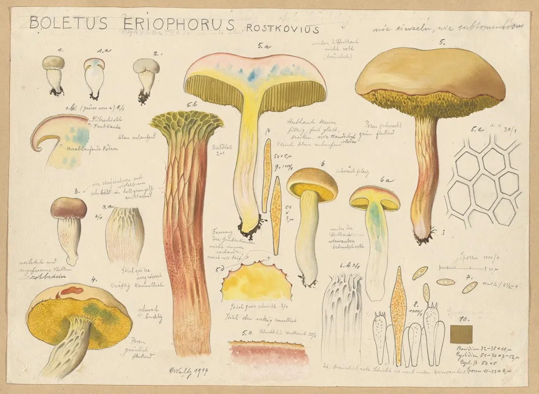 Boletus Eriophorus Rostkovius Wall Art by Hans Walty - High-Resolution Digital Print
