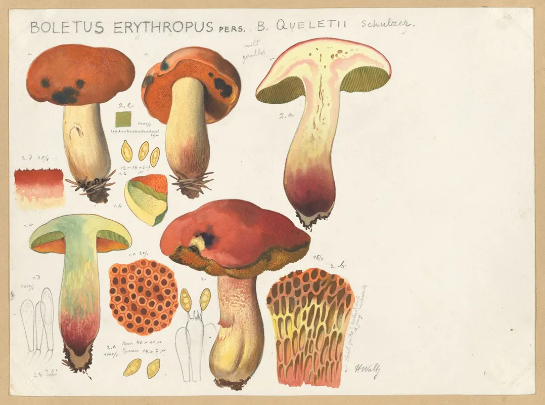 Boletus Erythropus Pers B Queletii Schulzer Wall Art by Hans Walty - High-Resolution Digital Print