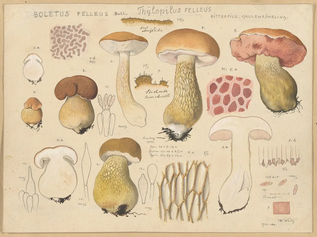 Boletus Felleus Bull Thylopilus Felleus Fr Wall Art by Hans Walty - High-Resolution Digital Print
