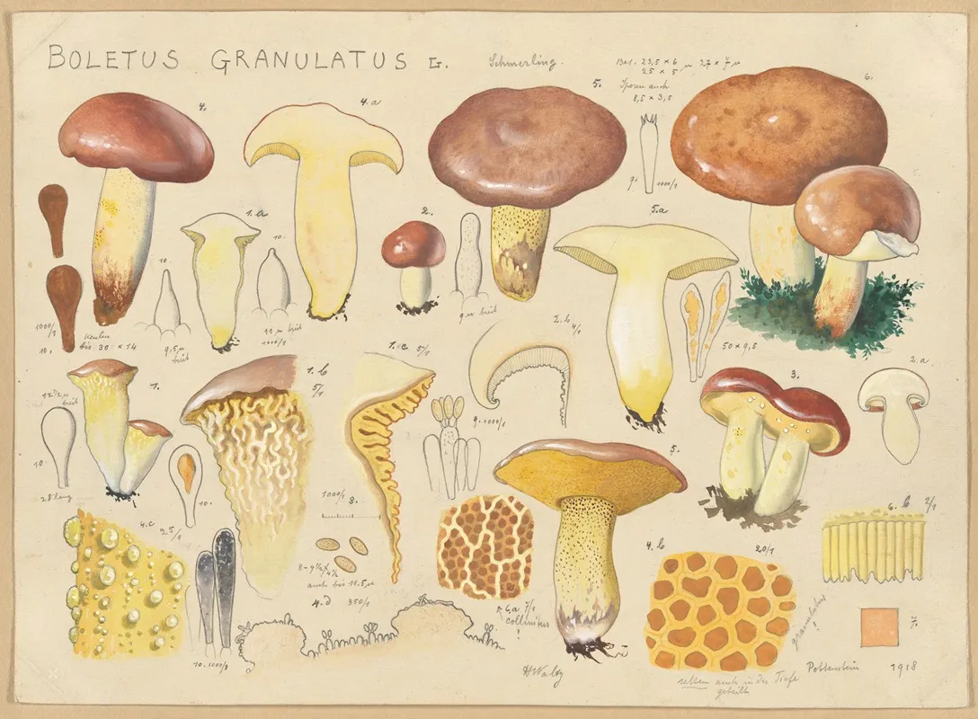 Boletus Granulatus L Wall Art by Hans Walty - High-Resolution Digital Print