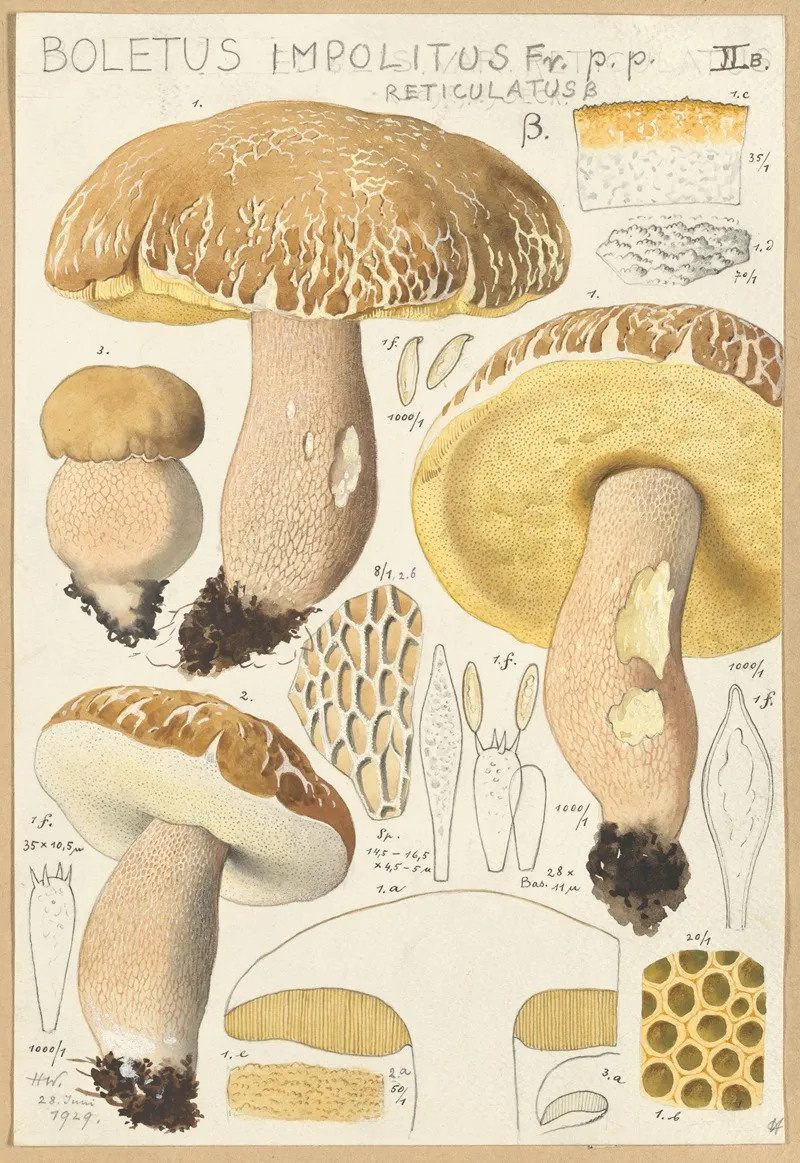Boletus Impolitus Fr Reticulatus Wall Art by Hans Walty - High-Resolution Digital Print