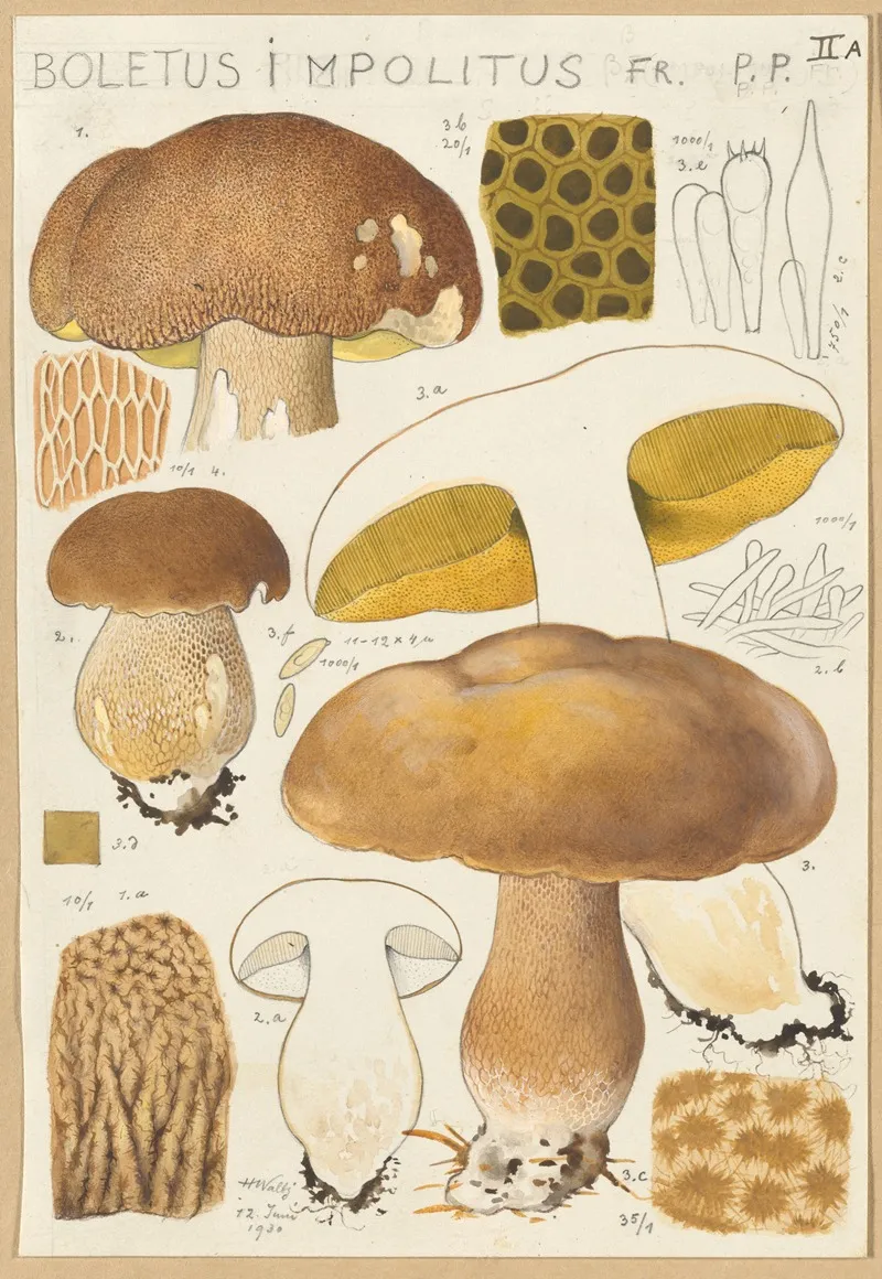 Boletus Impolitus Wall Art by Hans Walty - High-Resolution Digital Print