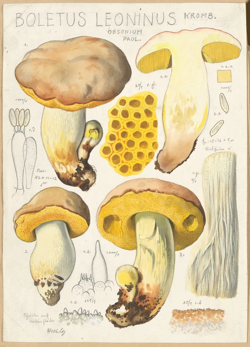 Boletus Leoninus Wall Art by Hans Walty - High-Resolution Digital Print