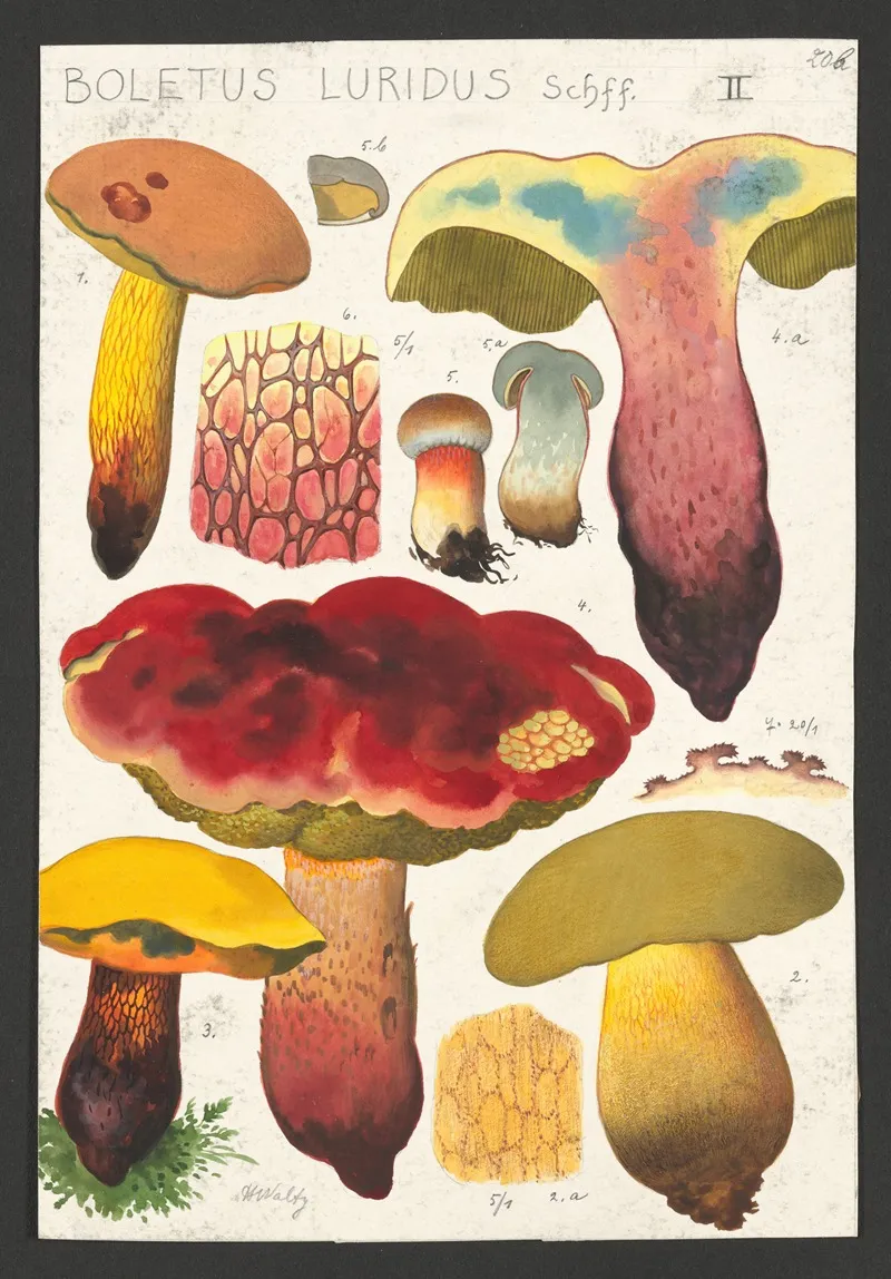 Boletus Luridus Schaeffer 2 Wall Art by Hans Walty - High-Resolution Digital Print