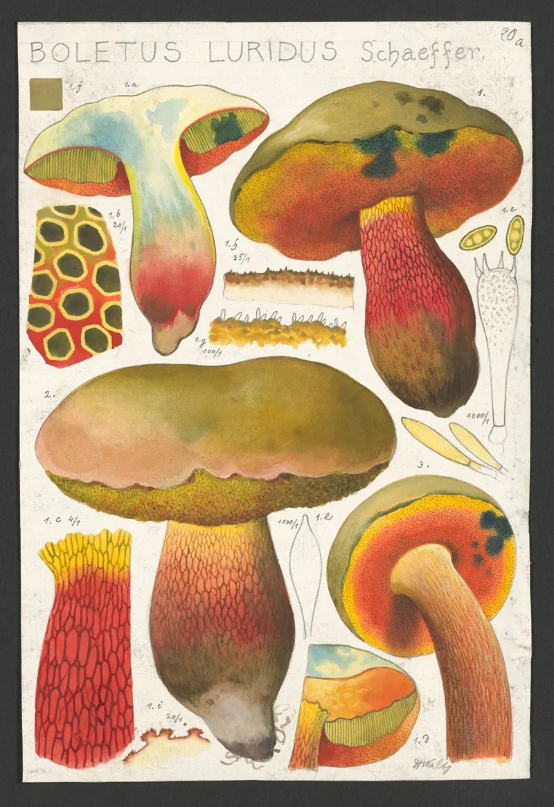 Boletus Luridus Schaeffer Wall Art by Hans Walty - High-Resolution Digital Print