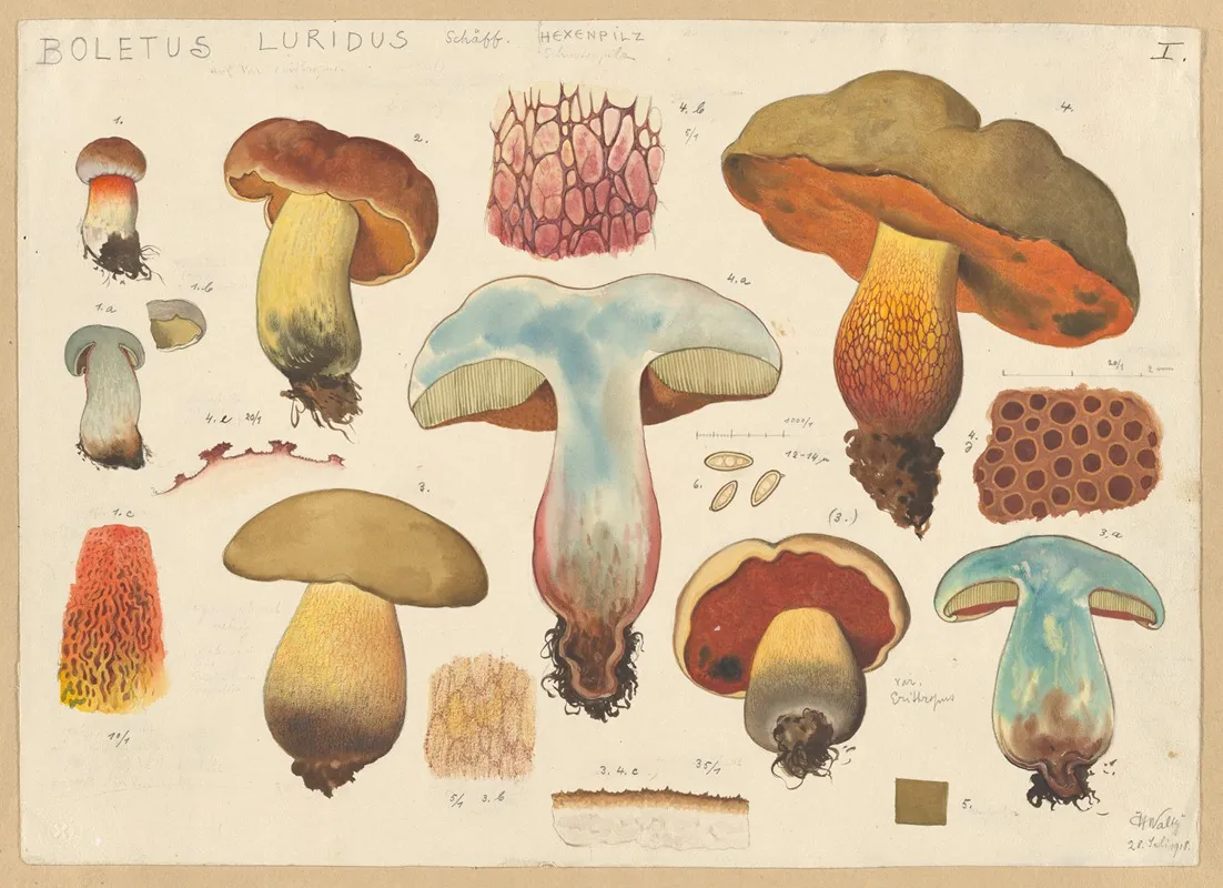 Boletus Luridus Schaff Wall Art by Hans Walty - High-Resolution Digital Print