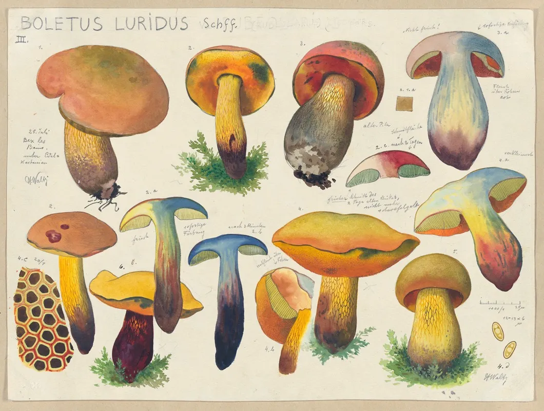 Boletus Luridus Schff 2 Wall Art by Hans Walty - High-Resolution Digital Print