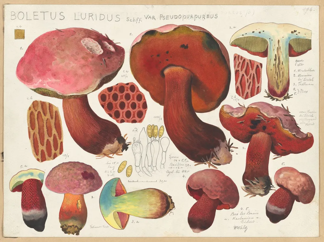 Boletus Luridus Schff Var Pseudopurpureus Wall Art by Hans Walty - High-Resolution Digital Print
