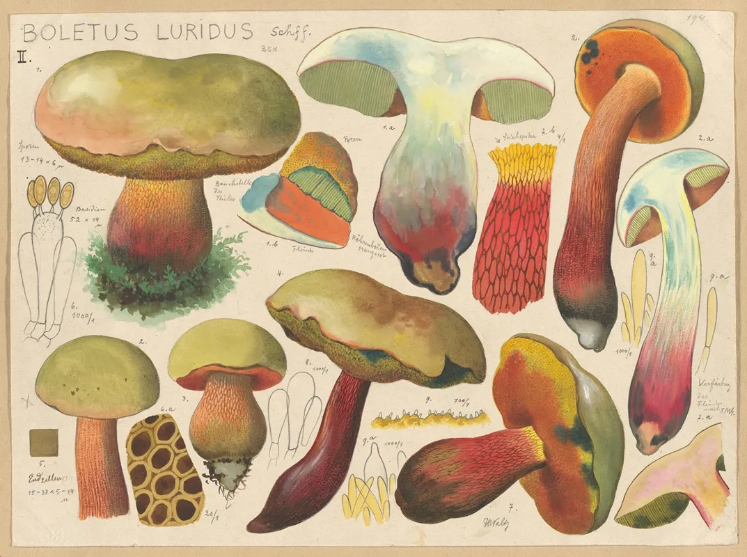 Boletus Luridus Schff Wall Art by Hans Walty - High-Resolution Digital Print