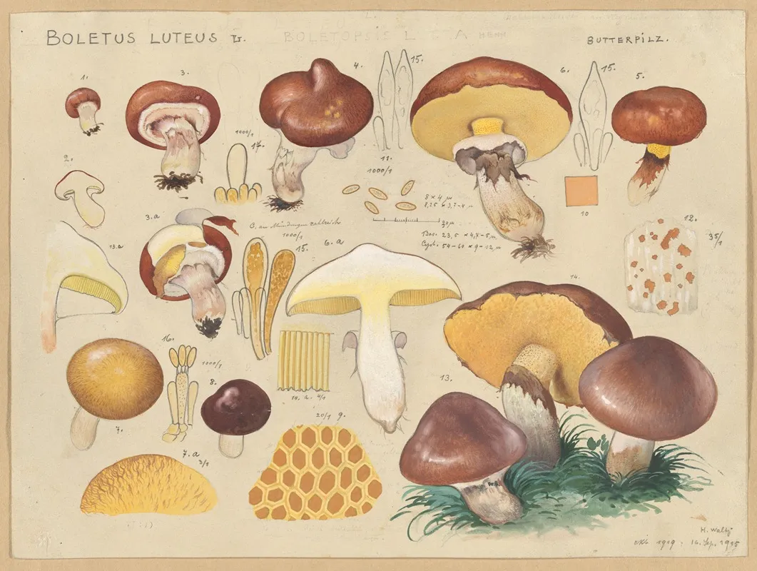 Boletus Luteus L Wall Art by Hans Walty - High-Resolution Digital Print