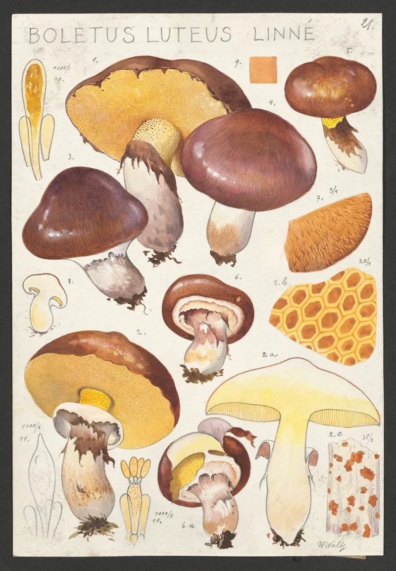 Boletus Luteus Linne Wall Art by Hans Walty - High-Resolution Digital Print