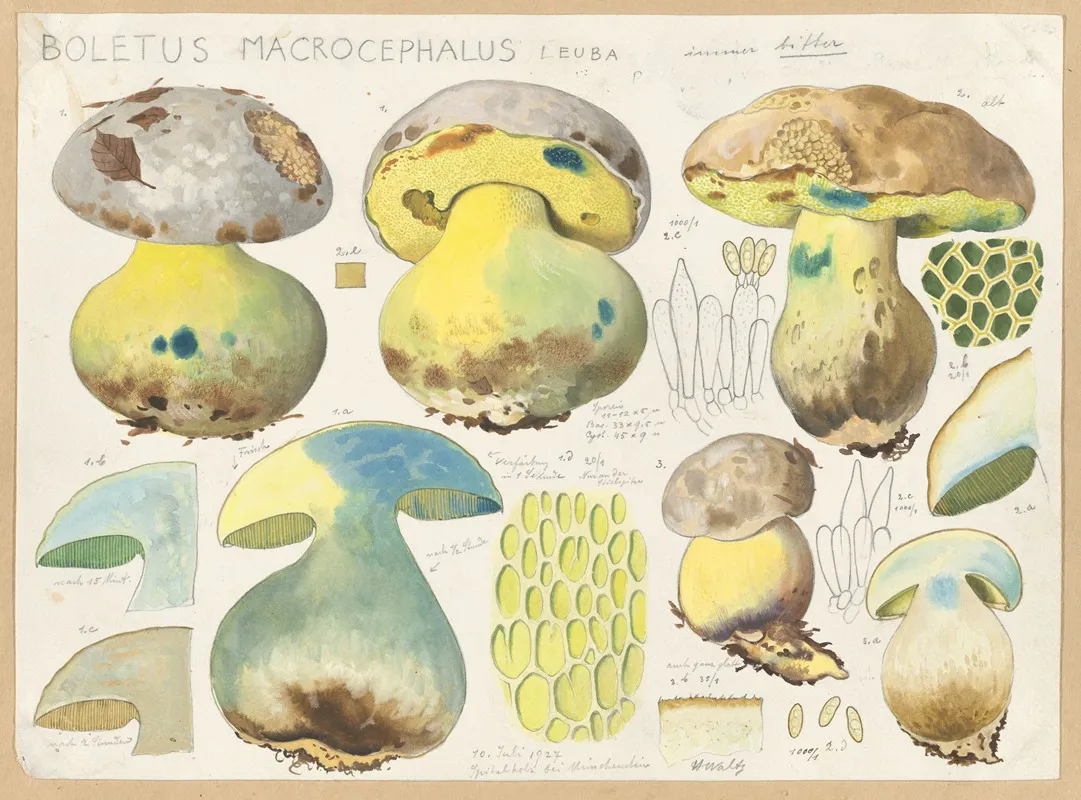 Boletus Macrocephalus Leuba Wall Art by Hans Walty - High-Resolution Digital Print