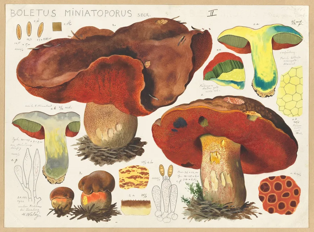 Boletus Miniatoporus Secr Wall Art by Hans Walty - High-Resolution Digital Print