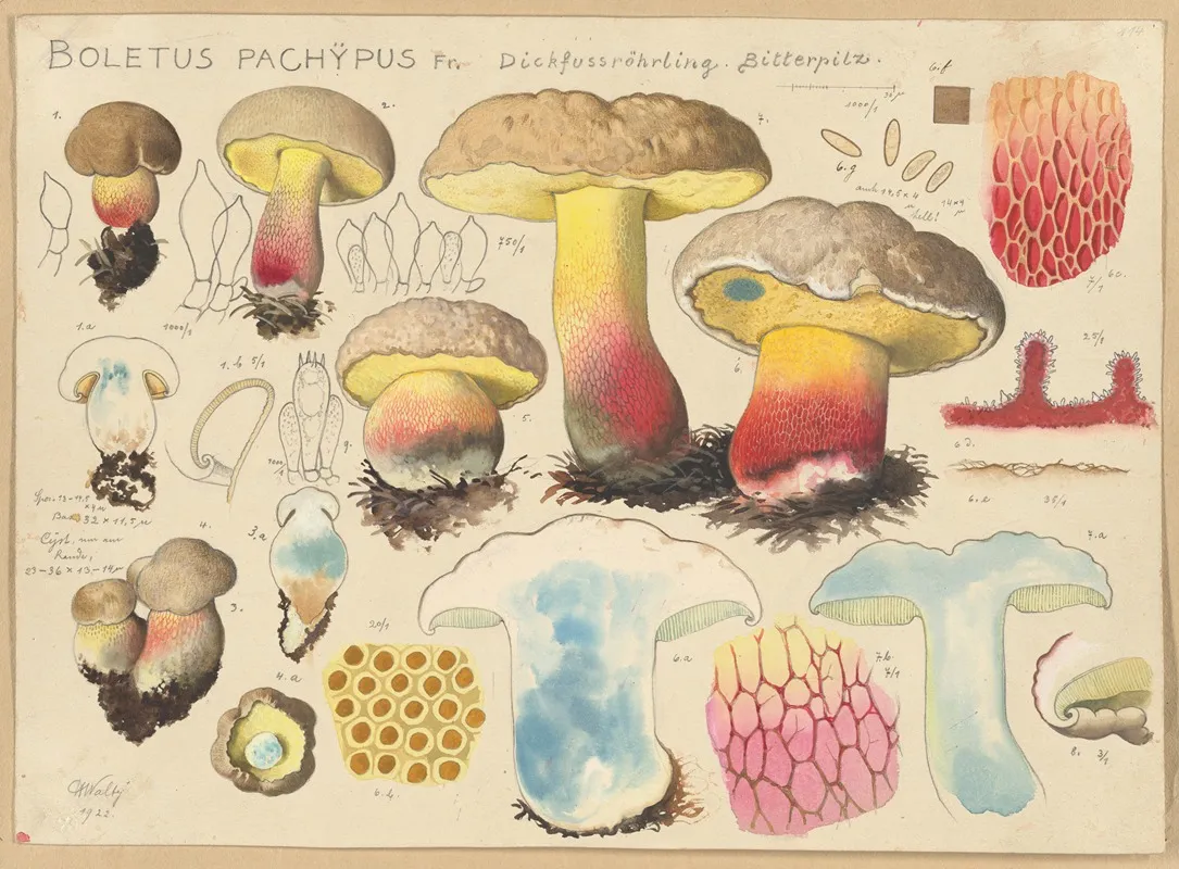 Boletus Pachypus Fr Wall Art by Hans Walty - High-Resolution Digital Print