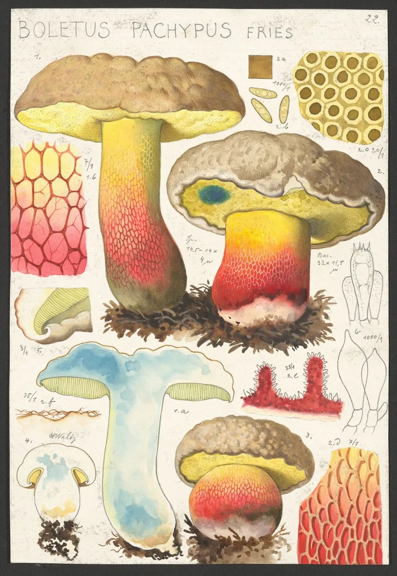Boletus Pachypus Fries Wall Art by Hans Walty - High-Resolution Digital Print