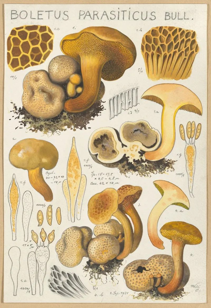 Boletus Parasiticus Wall Art by Hans Walty - High-Resolution Digital Print