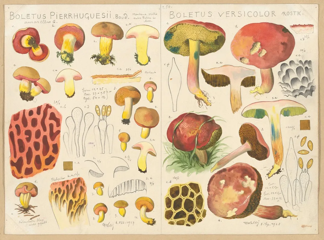 Boletus Pierrhuguesii Boletus Versicolor Wall Art by Hans Walty - High-Resolution Digital Print