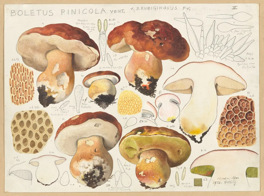 Boletus Pinicola Vent Wall Art by Hans Walty - High-Resolution Digital Print