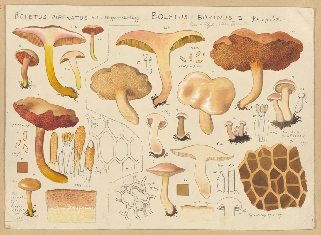 Boletus Piperatus Boletus Bovinus Wall Art by Hans Walty - High-Resolution Digital Print