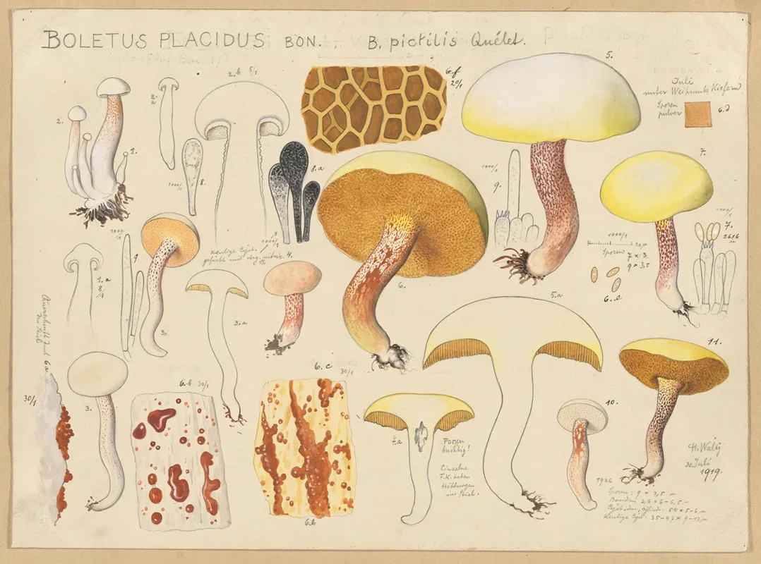 Boletus Placidus Bon B Pictilis Quelet Wall Art by Hans Walty - High-Resolution Digital Print