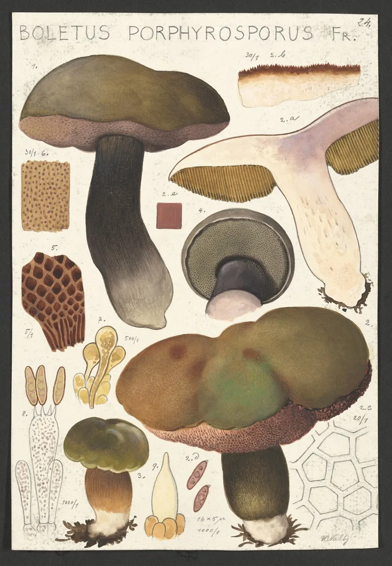 Boletus Porphyrosporus Fr 2 Wall Art by Hans Walty - High-Resolution Digital Print