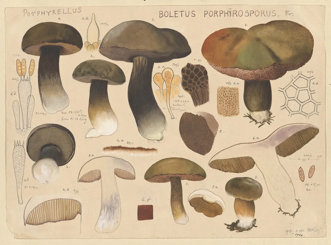 Boletus Porphyrosporus Fr Wall Art by Hans Walty - High-Resolution Digital Print