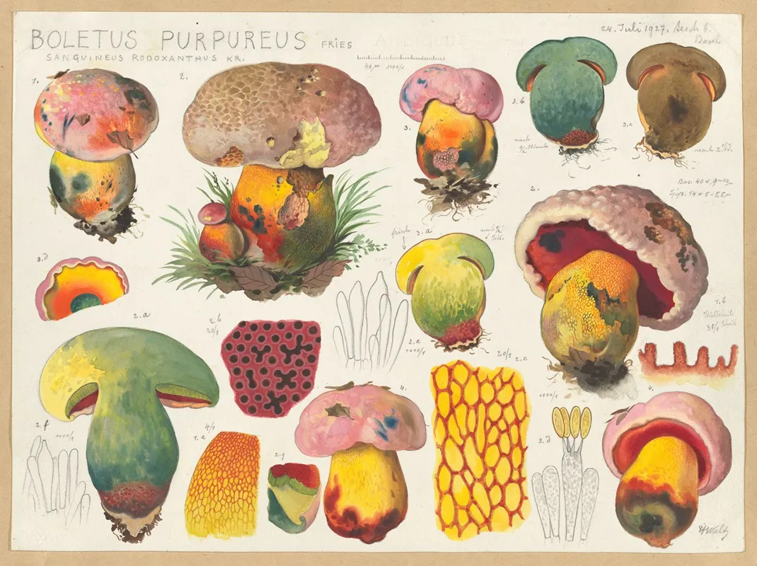 Boletus Purpureus Fries Sanguineus Rodoxanthus Kr Wall Art by Hans Walty - High-Resolution Digital Print