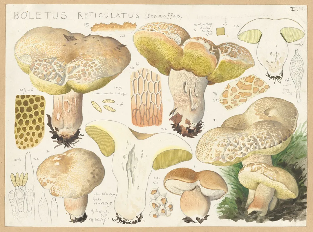 Boletus Reticulatus Schaeffer Wall Art by Hans Walty - High-Resolution Digital Print