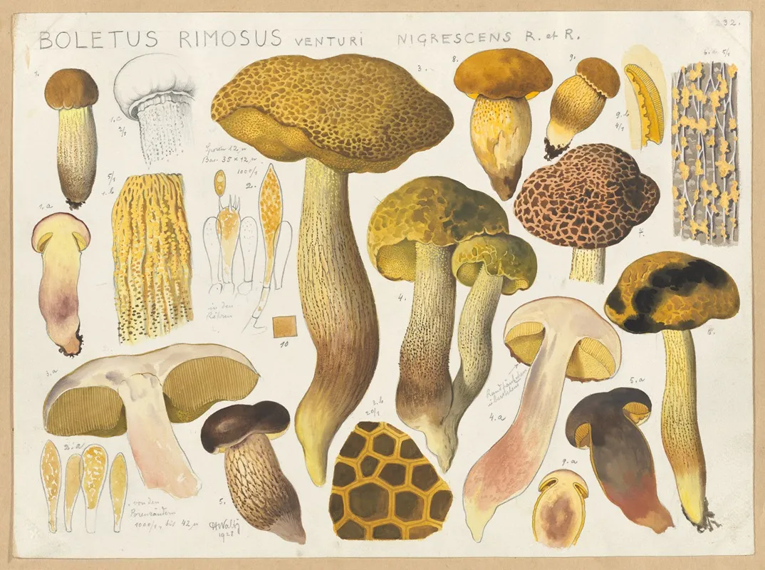 Boletus Rimosus Venturi Nigrescens R Et R Wall Art by Hans Walty - High-Resolution Digital Print