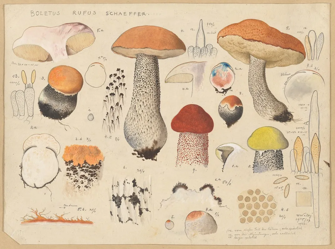 Boletus Rufus Schaeffer Wall Art by Hans Walty - High-Resolution Digital Print