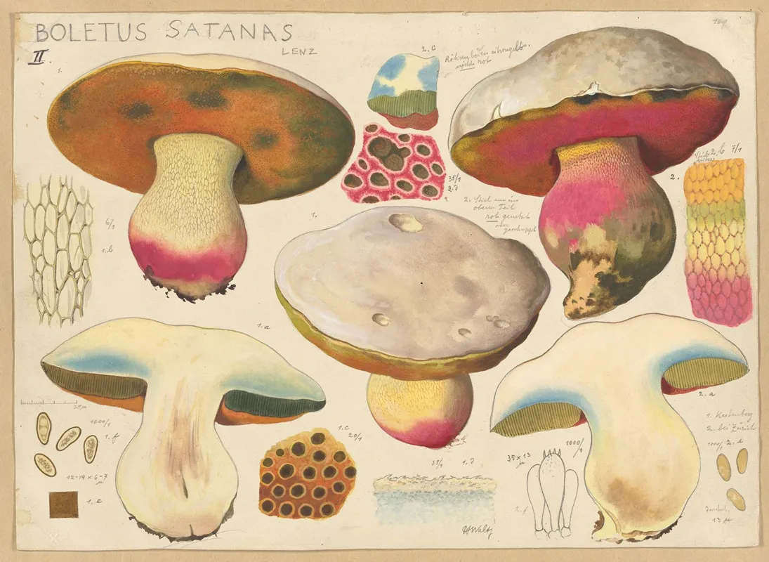 Boletus Satanas Lenz 2 Wall Art by Hans Walty - High-Resolution Digital Print