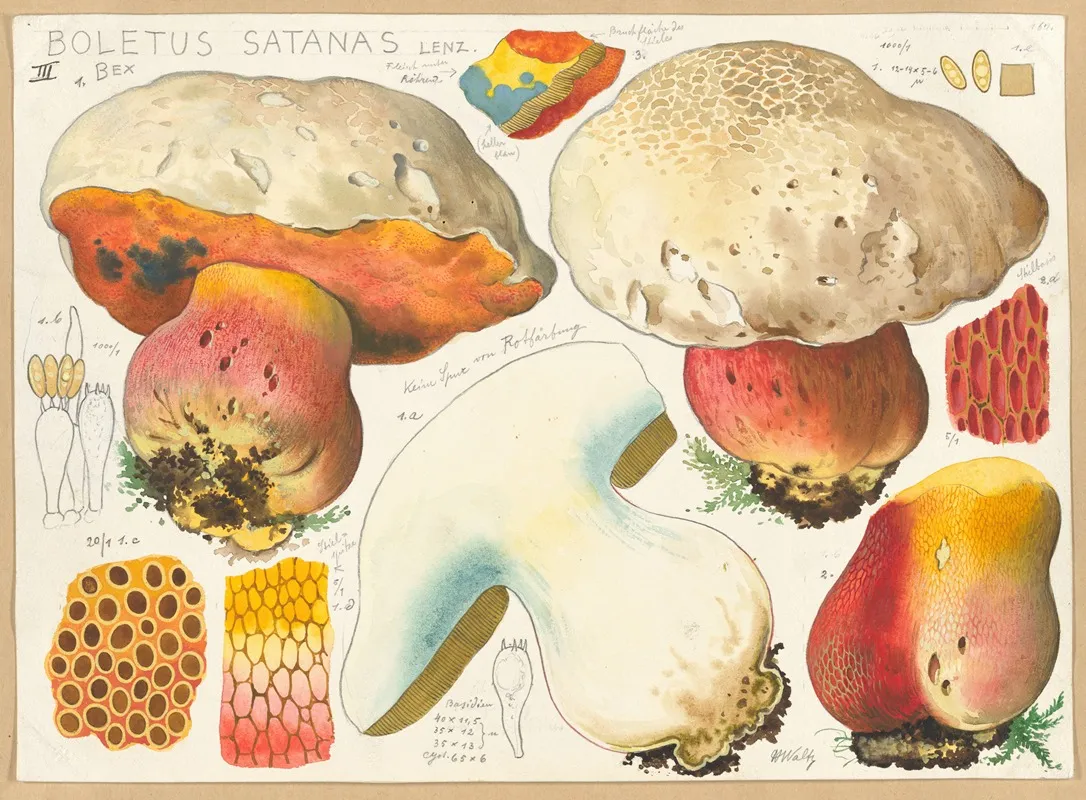 Boletus Satanas Lenz 3 Wall Art by Hans Walty - High-Resolution Digital Print