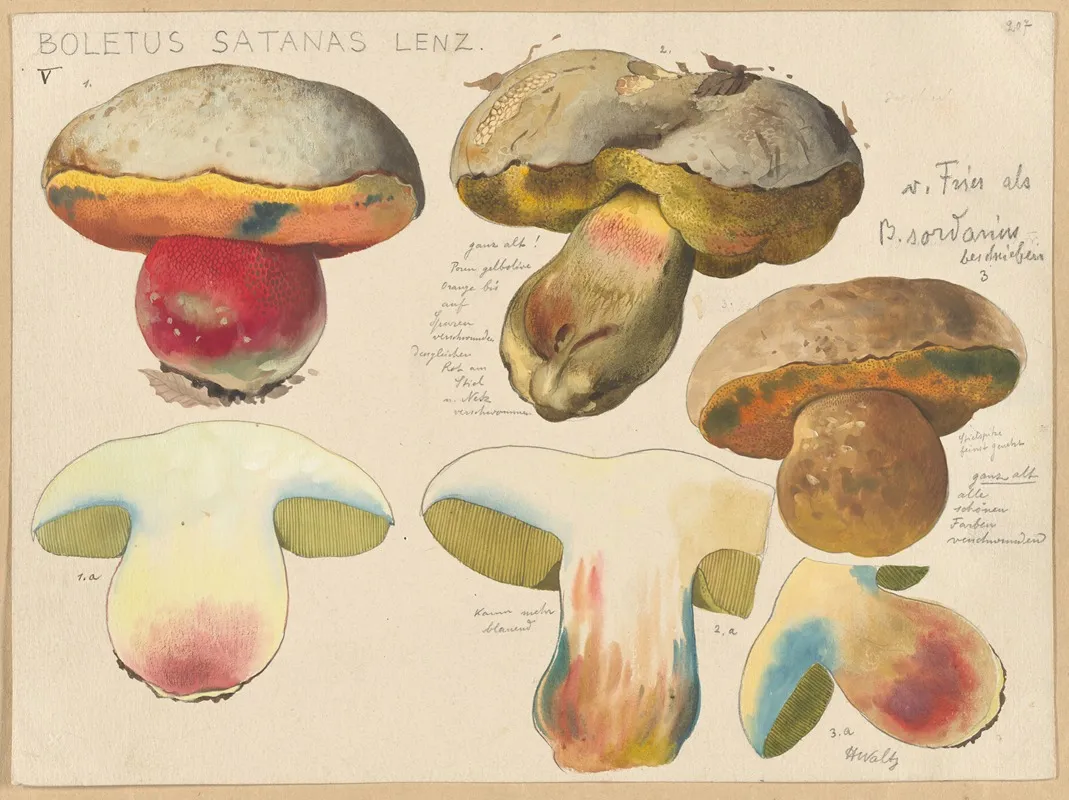 Boletus Satanas Lenz 4 Wall Art by Hans Walty - High-Resolution Digital Print