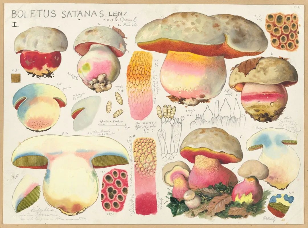 Boletus Satanas Lenz 5 Wall Art by Hans Walty - High-Resolution Digital Print