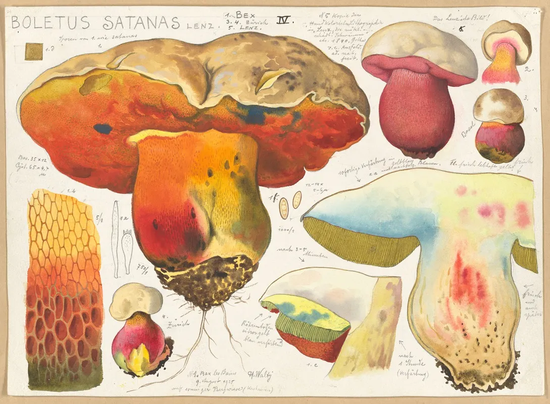 Boletus Satanas Lenz Wall Art by Hans Walty - High-Resolution Digital Print