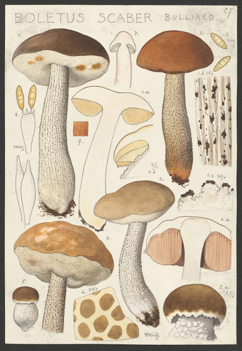 Boletus Scaber Bulliard Wall Art by Hans Walty - High-Resolution Digital Print